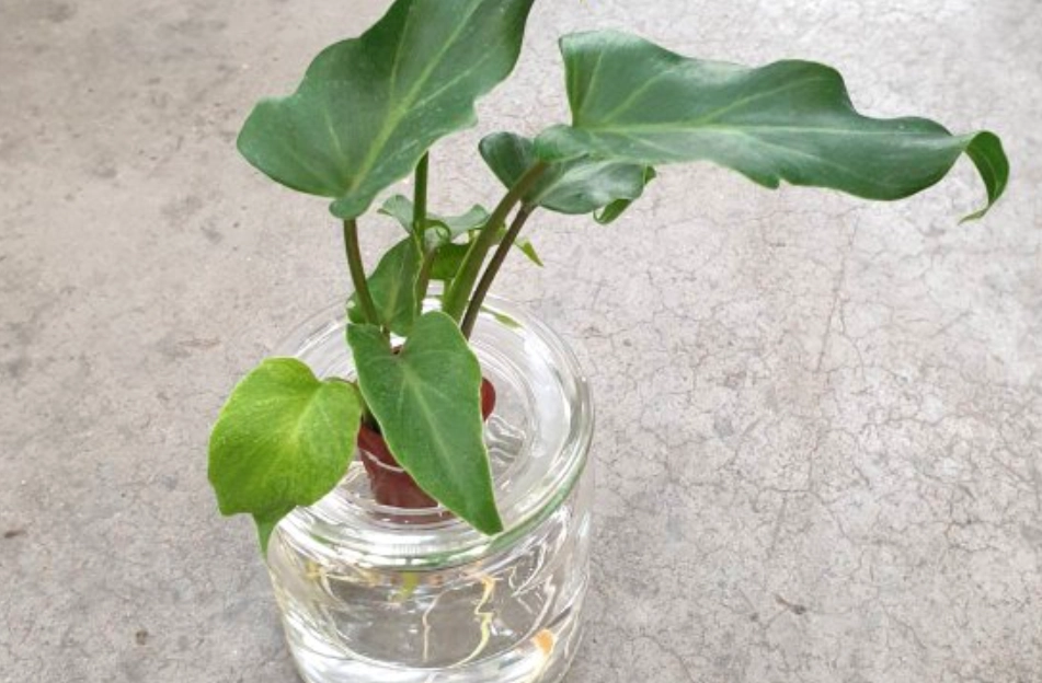 水種泥種比較 水種泥種比較