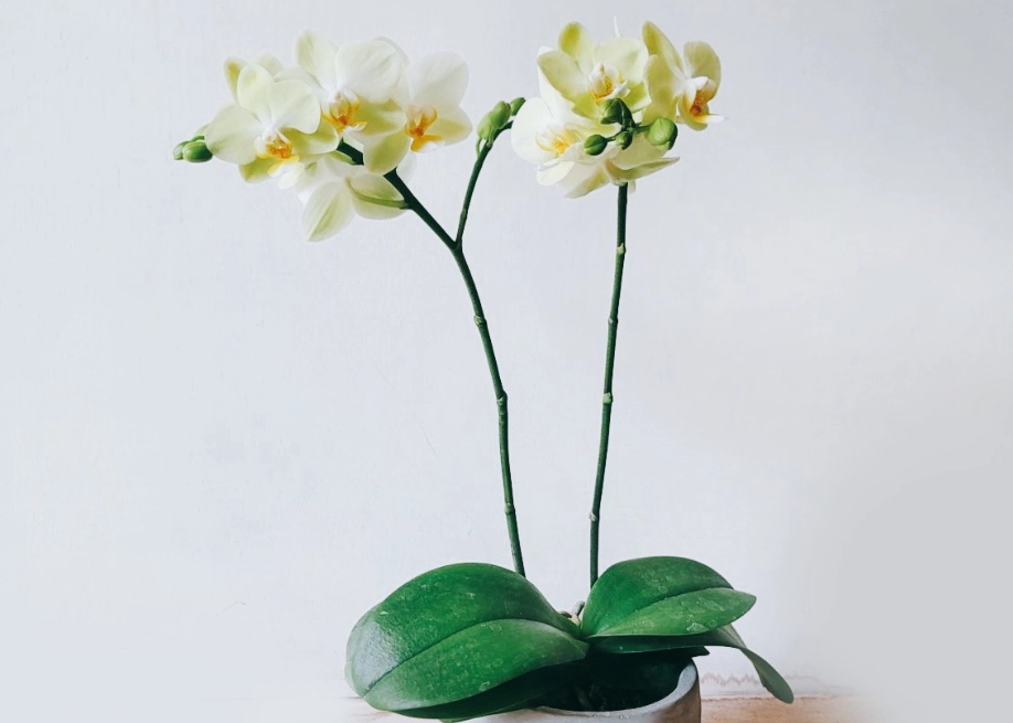 隱士蘭花 隱士蘭花