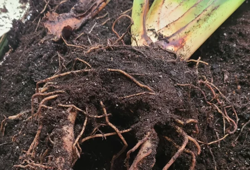 天堂鳥根系照顧