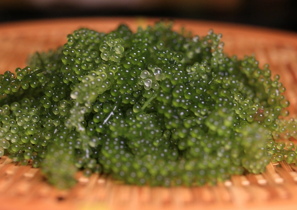 海葡萄 入境 台灣 海葡萄 入境 台灣