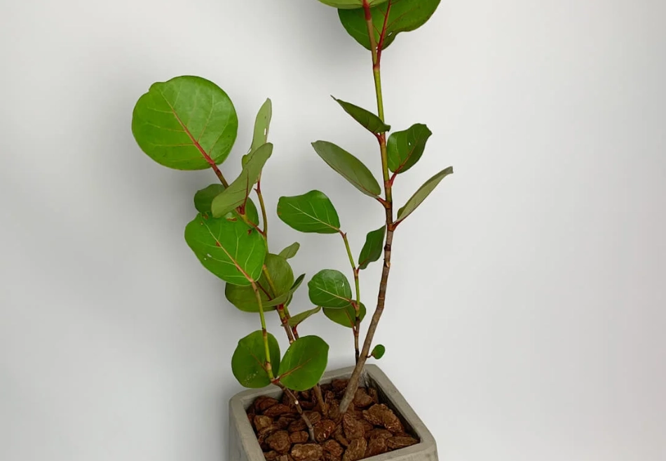 海葡萄 不長葉子