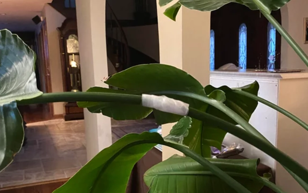 天堂鳥折斷處理 天堂鳥折斷處理