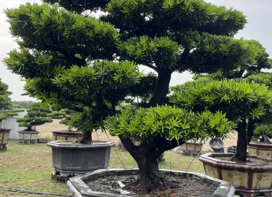 羅漢松 室內種植