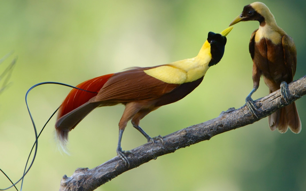 彩虹天堂鳥 台灣 彩虹天堂鳥 台灣