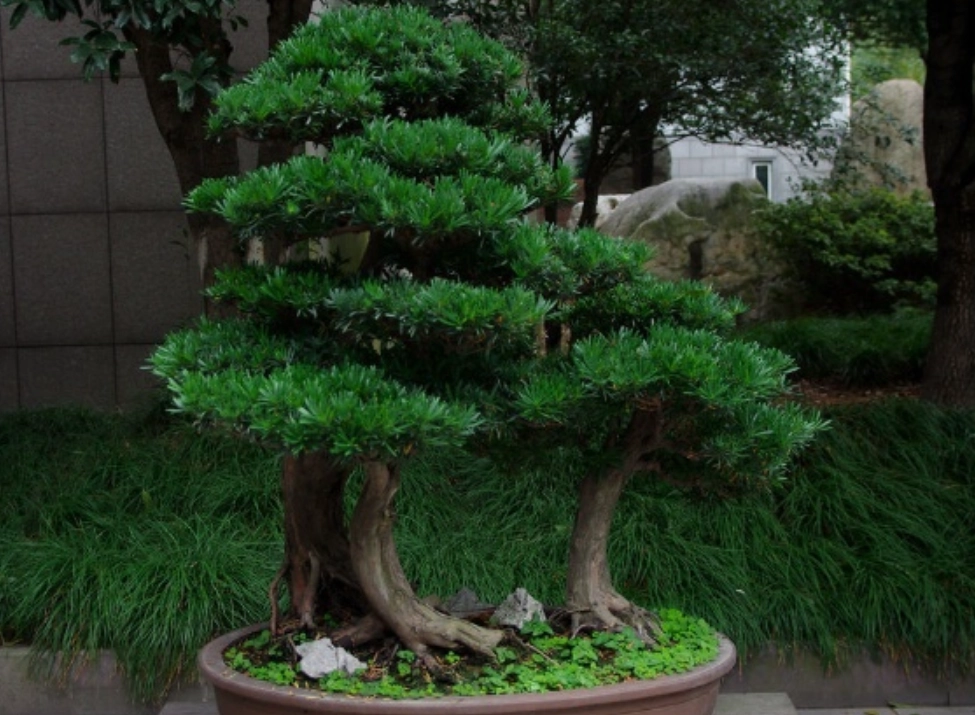 羅漢松 室內種植