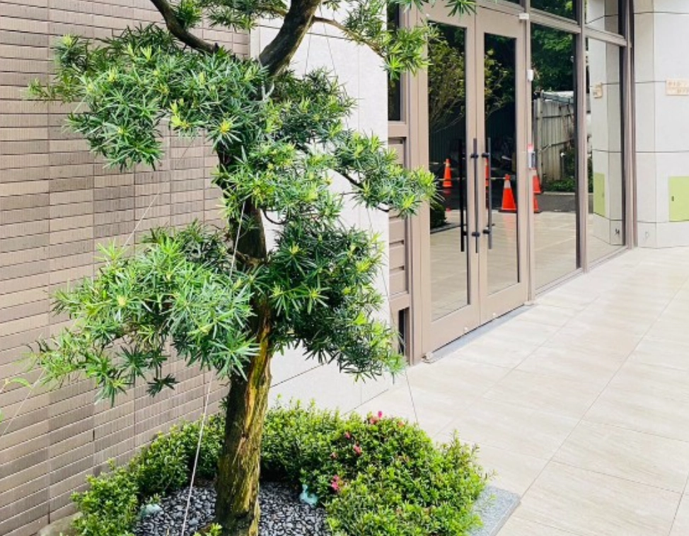 羅漢松 室內種植