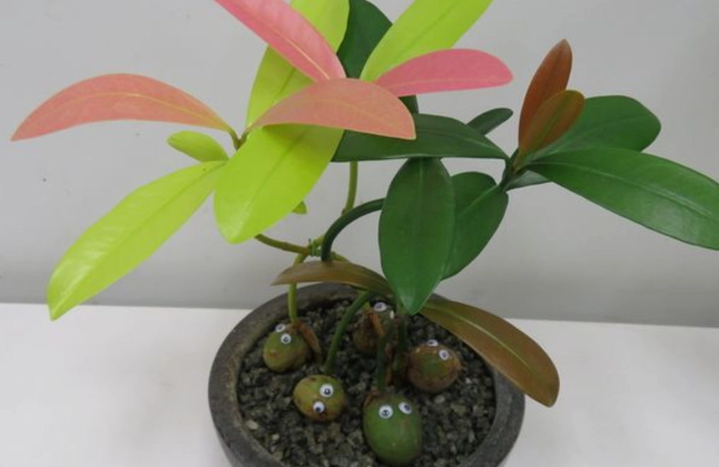 種子盆栽新手教學