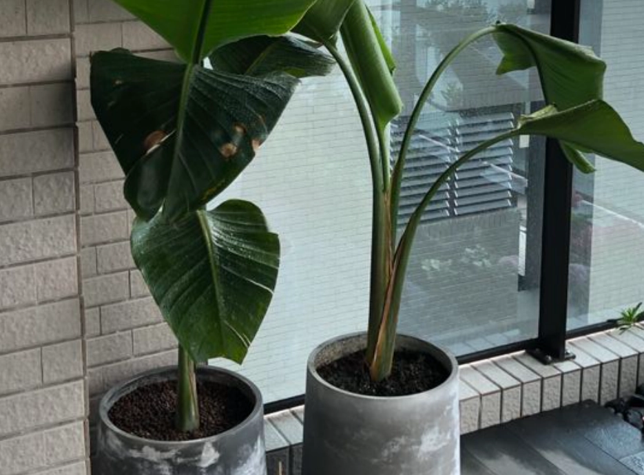 天堂鳥配土 天堂鳥配土