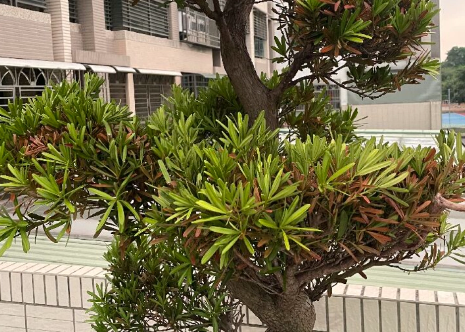 羅漢松澆水過量 羅漢松澆水過量