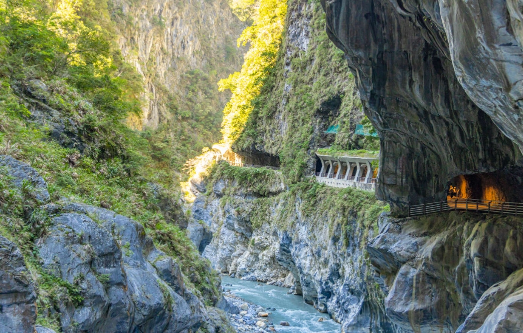 彩虹天堂鳥 台灣 彩虹天堂鳥 台灣