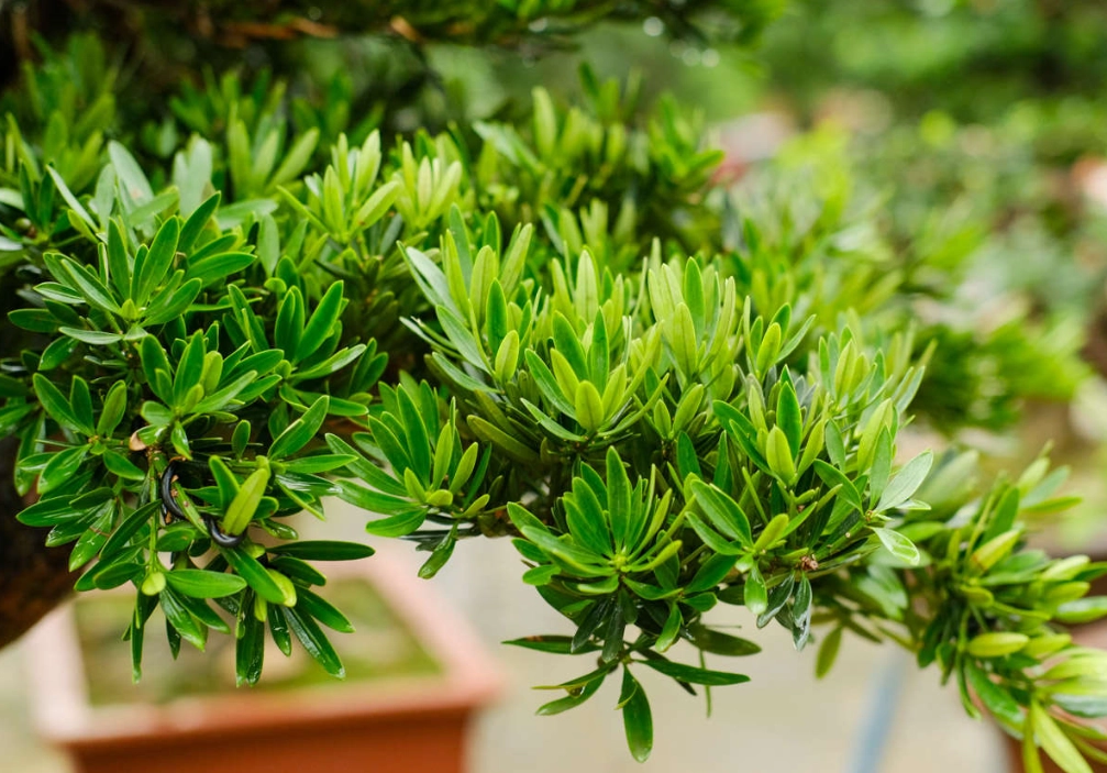 羅漢松爛根處理 羅漢松爛根處理