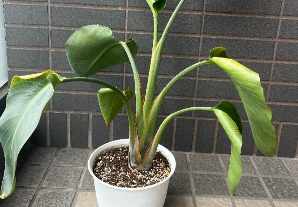 天堂鳥土壤 天堂鳥土壤