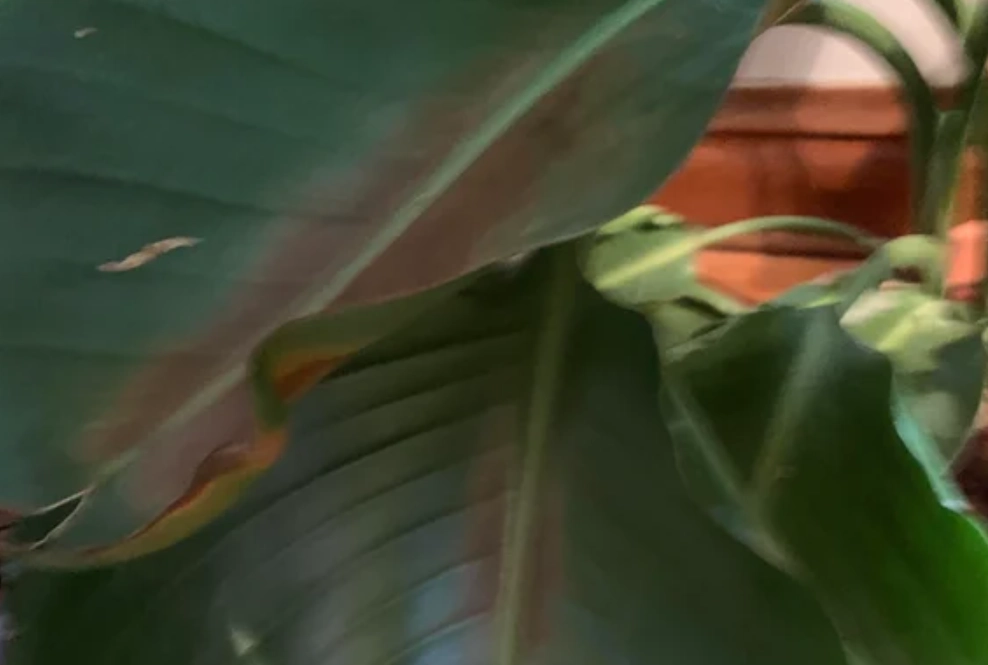 天堂鳥陽光管理