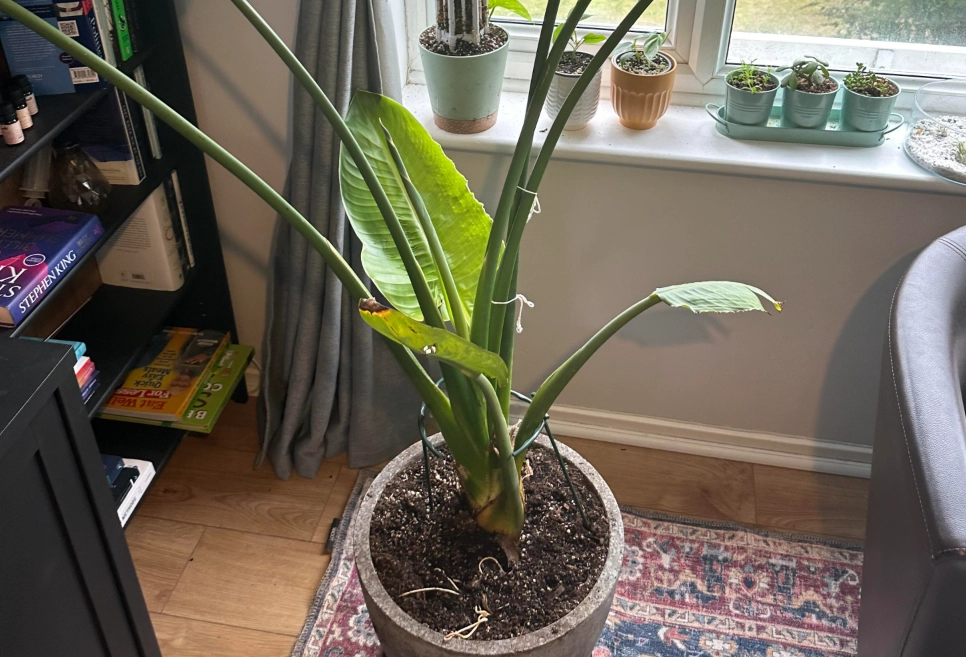 天堂鳥葉子枯黃 天堂鳥葉子枯黃