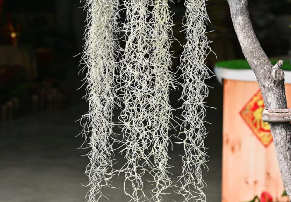 松蘿急救方法 松蘿急救方法