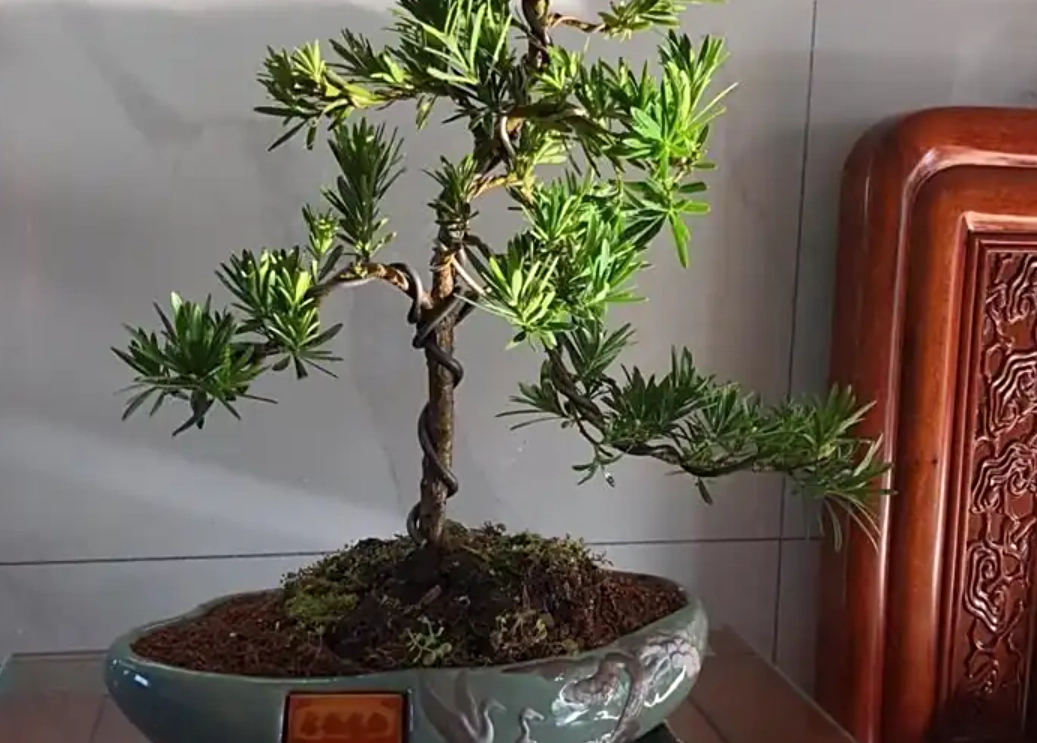 羅漢松 照顧方法