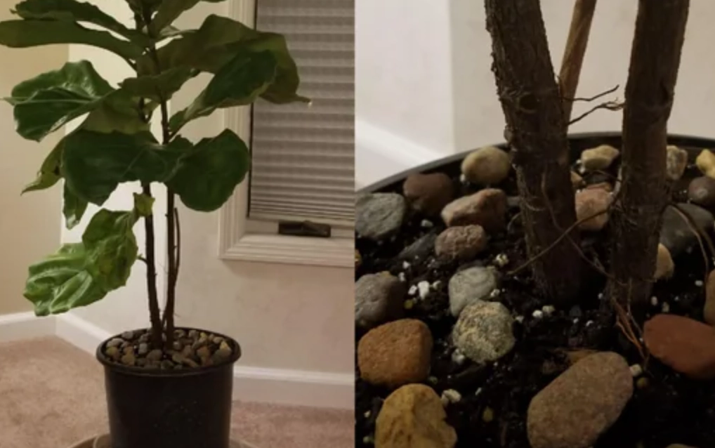 琴葉榕 換盆