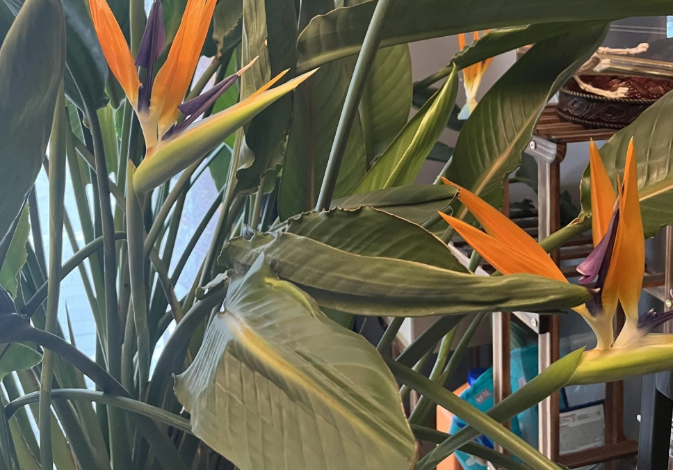 天堂鳥 養護方法 天堂鳥 養護方法