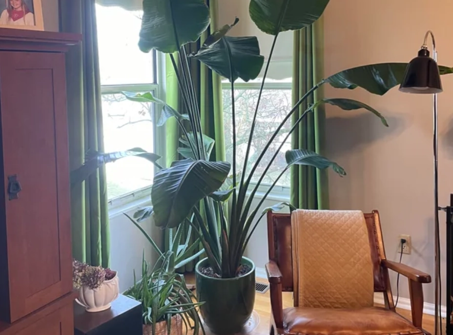 天堂鳥室內 天堂鳥室內