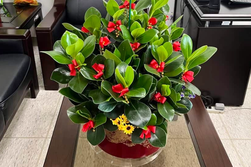 辦公室送禮盆栽