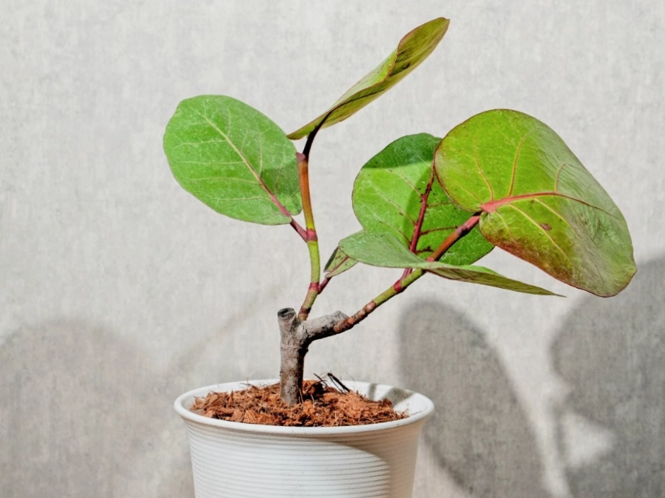 海葡萄照顧方法