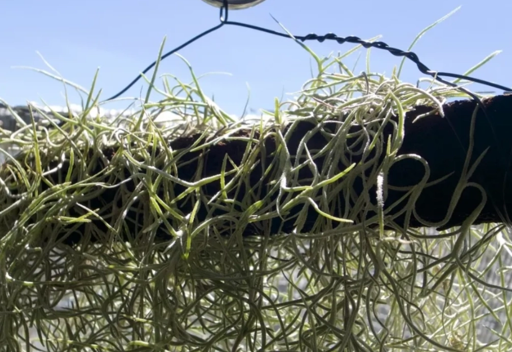 松蘿急救方法 松蘿急救方法