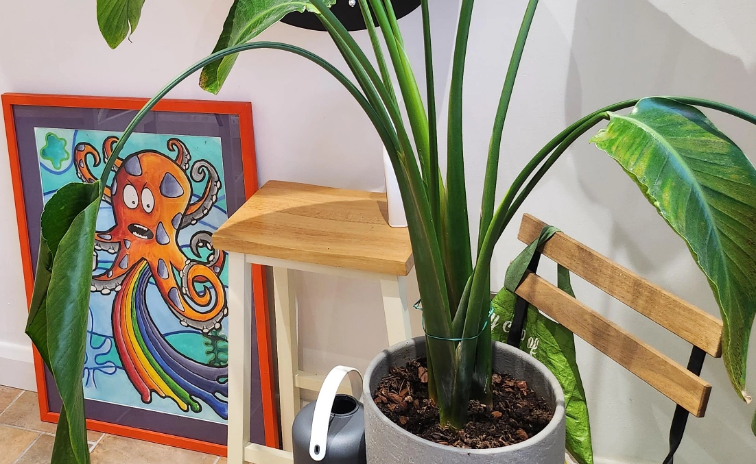 天堂鳥怎麼修剪 天堂鳥怎麼修剪