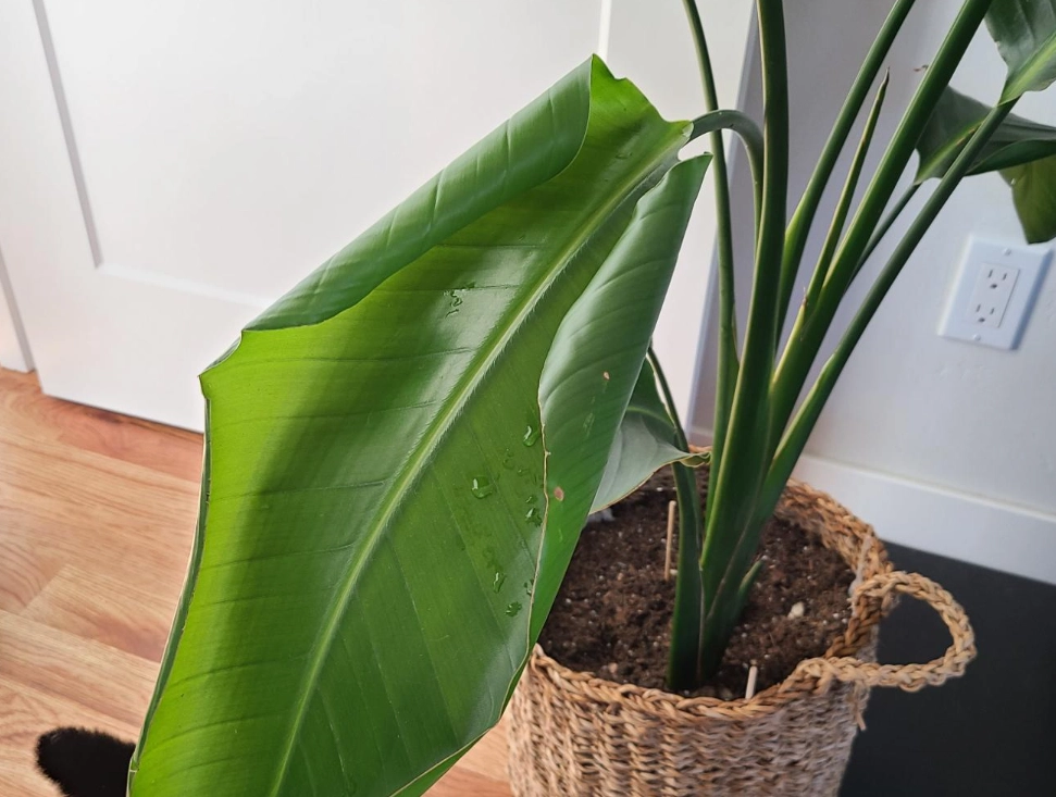 天堂鳥葉子捲曲原因 天堂鳥葉子捲曲原因