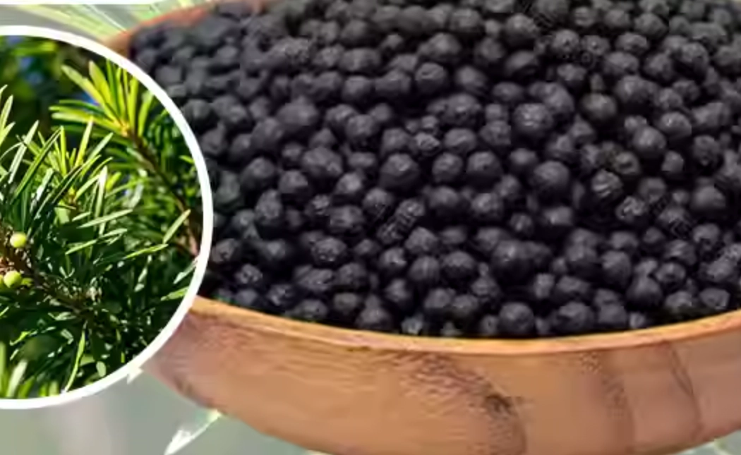 羅漢松施肥方法