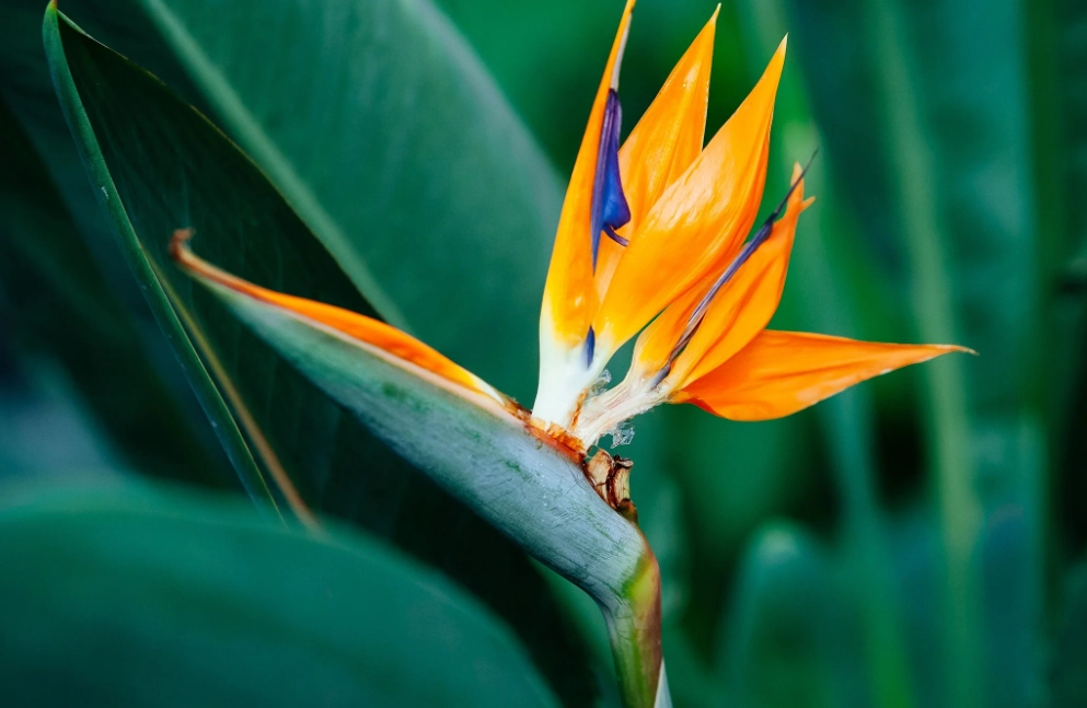 天堂鳥 種植 天堂鳥 種植