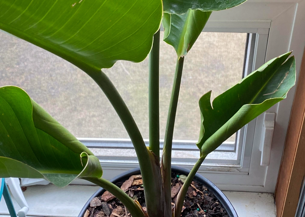 天堂鳥養護技巧 天堂鳥養護技巧