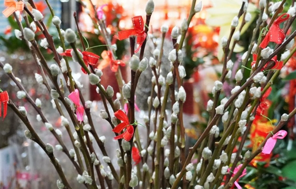 銀柳水養 銀柳水養