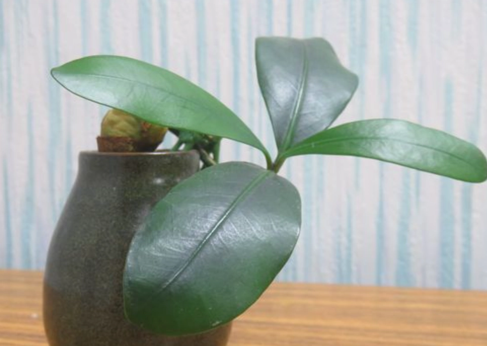 滿福木種植方法 滿福木種植方法