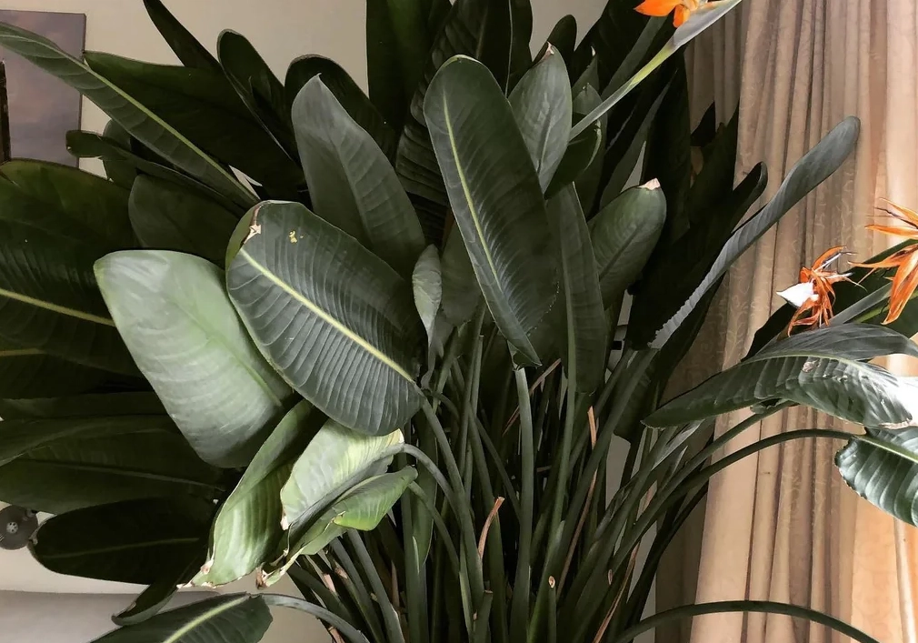 天堂鳥 台灣 天堂鳥 台灣