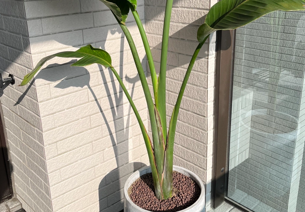 天堂鳥介質 天堂鳥介質