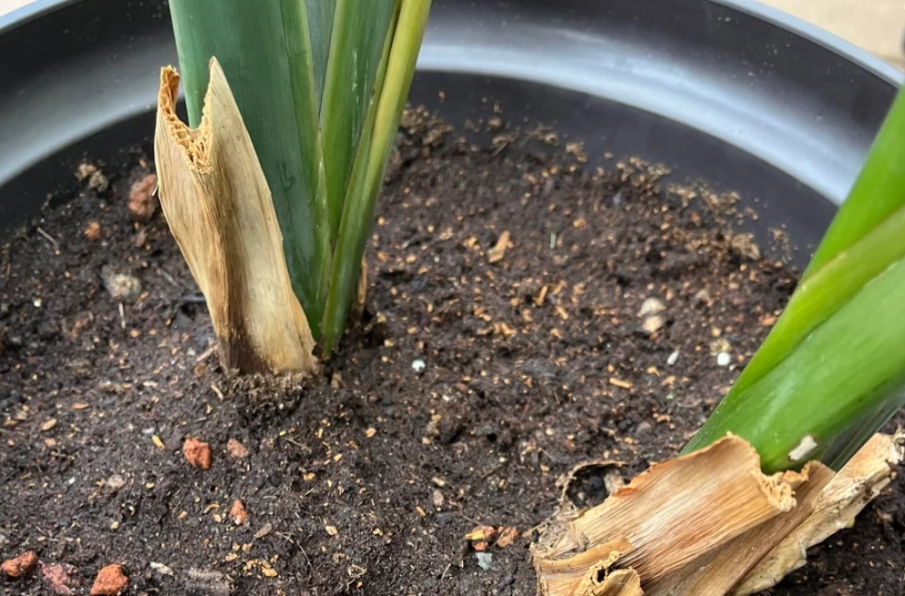 天堂鳥配土 天堂鳥配土