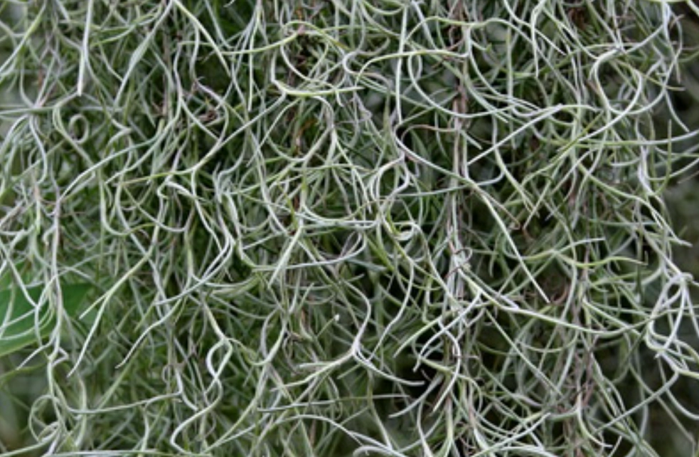 松蘿養護技巧 松蘿養護技巧