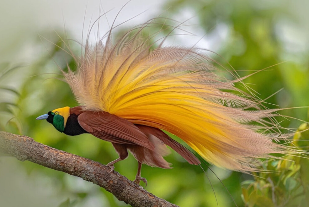 彩虹天堂鳥 生態攝影 彩虹天堂鳥 生態攝影