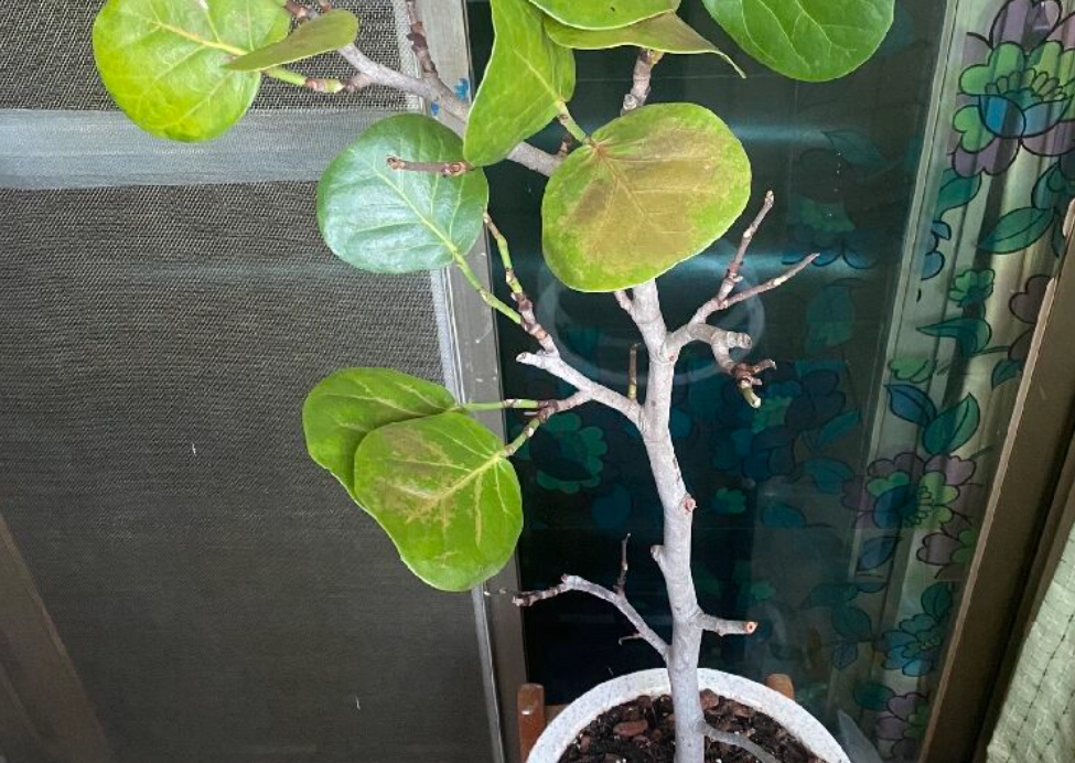 海葡萄 葉子 照顧