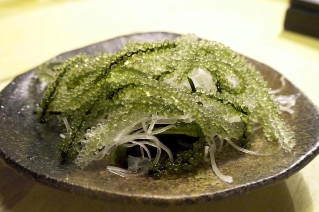 海葡萄料理 海葡萄料理