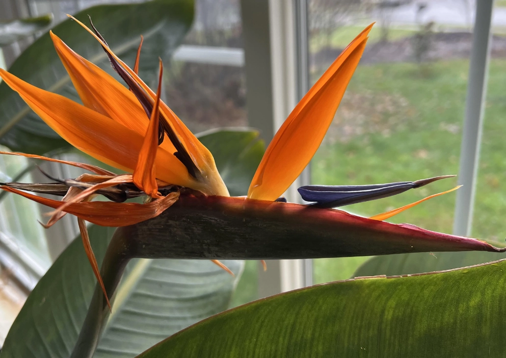 天堂鳥 種植 天堂鳥 種植