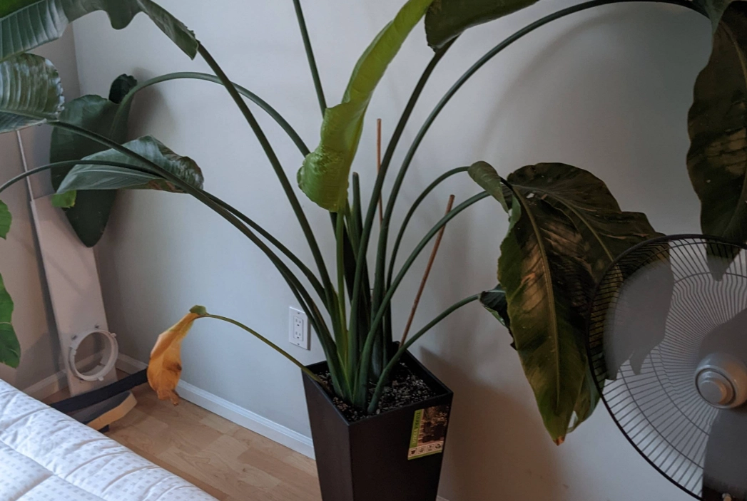 天堂鳥怎麼修剪 天堂鳥怎麼修剪