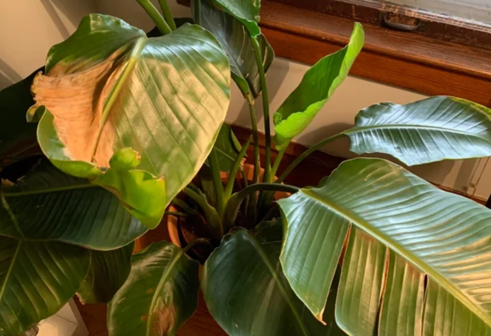 天堂鳥葉子焦黃