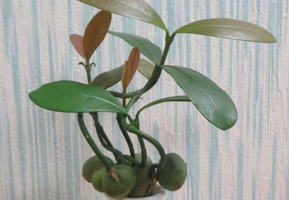 種子盆栽新手教學 種子盆栽新手教學