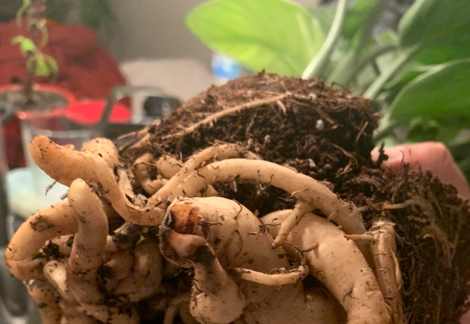 天堂鳥不開花原因