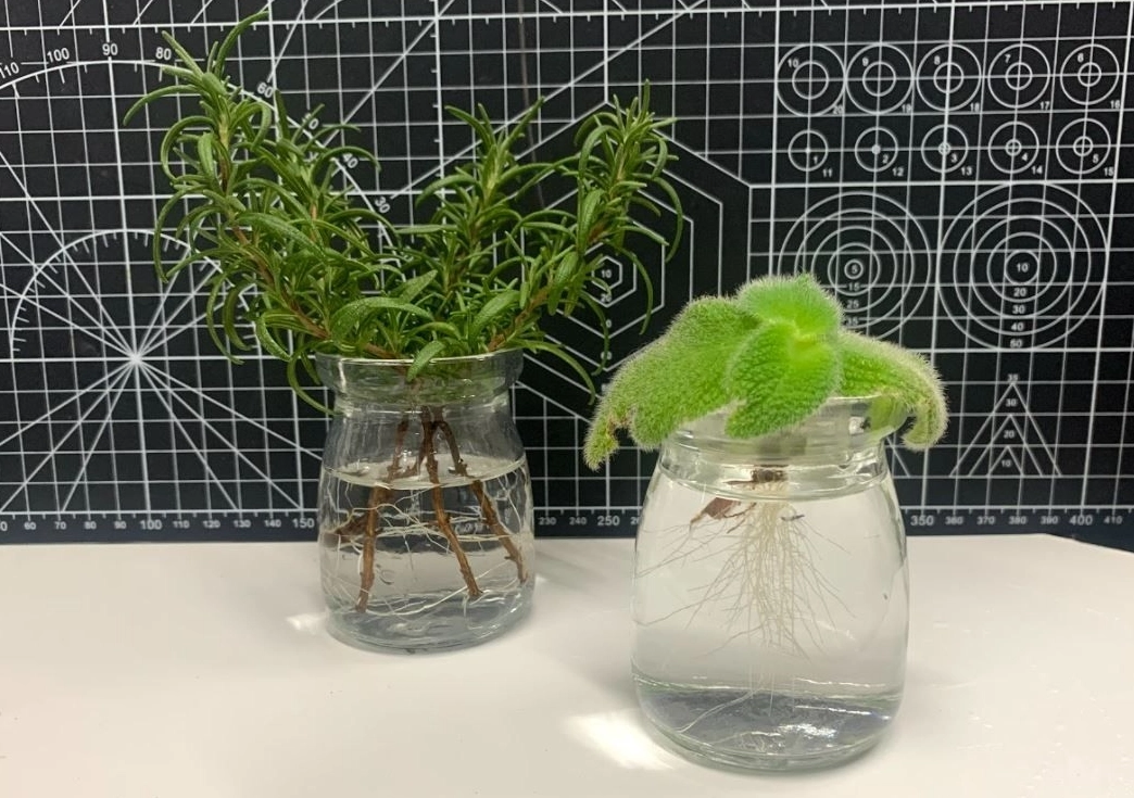 水耕植物推薦 水耕植物推薦