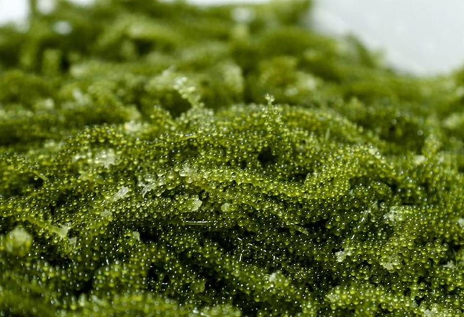 沖繩 伴手禮 海葡萄