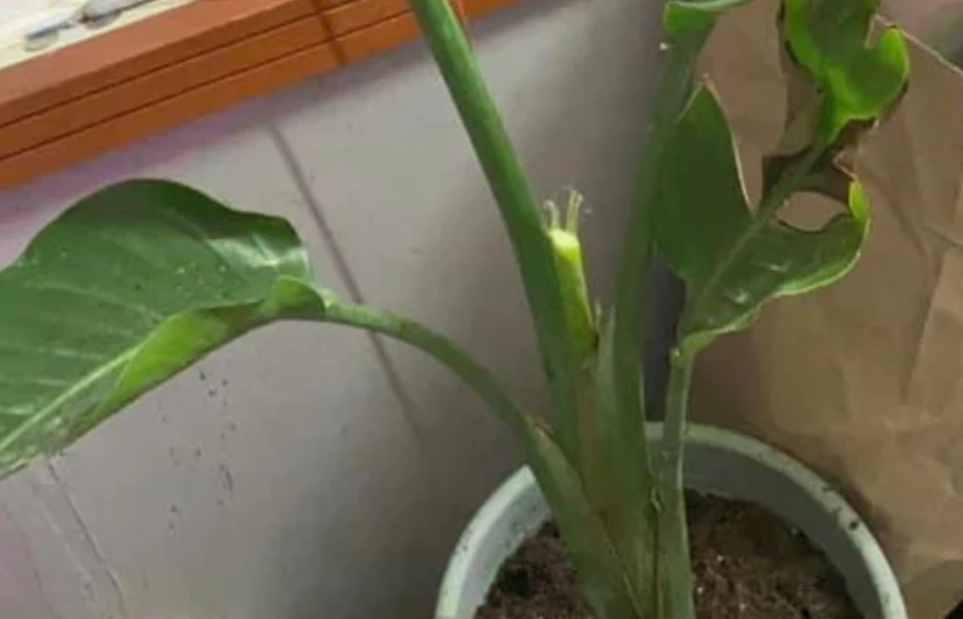 鶴望蘭養護方法 鶴望蘭養護方法