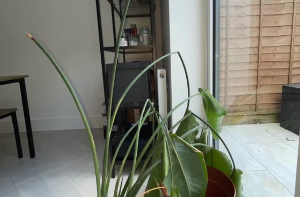 鶴望蘭養護方法 鶴望蘭養護方法