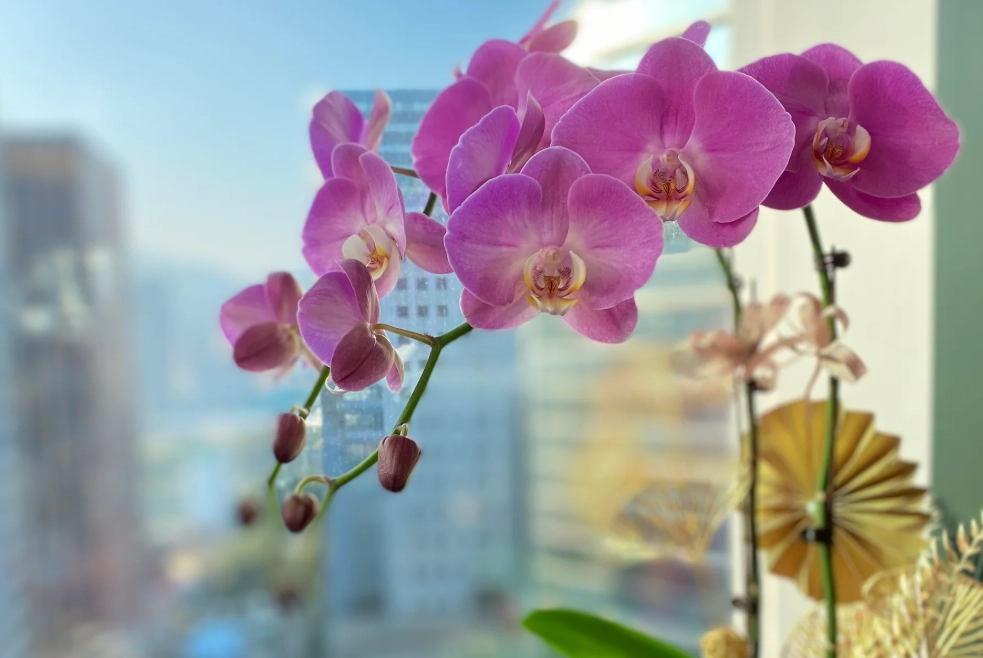 蘭花養護 蘭花養護